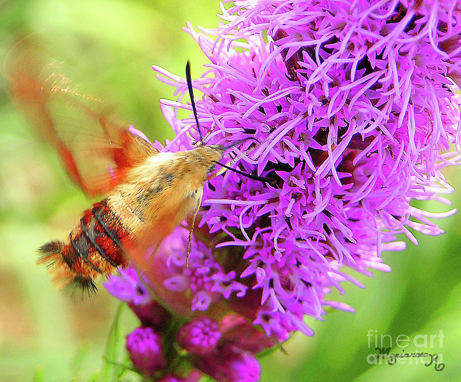 Hummingbird Moth Photograph by Mariarosa Rockefeller