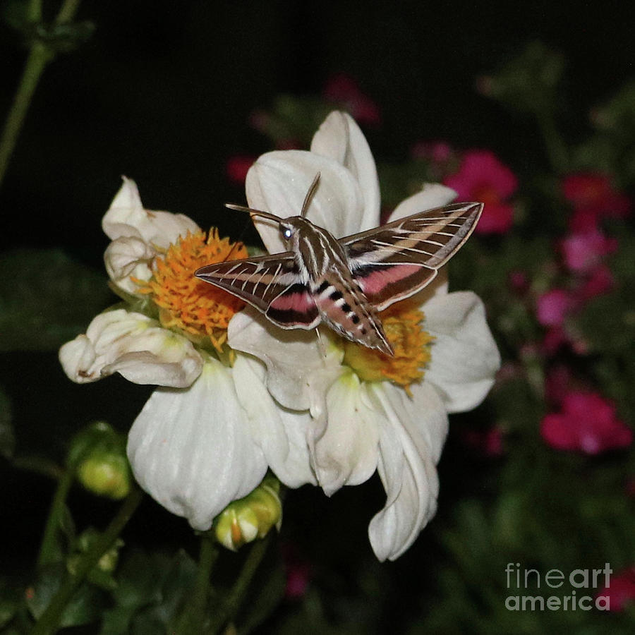 Hummingbird Moth on Dahlia Photograph by Carol Groenen