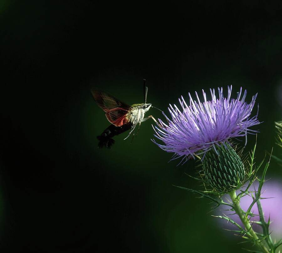 Hummingbird Moth on Thistle Photograph by Ronda Ryan