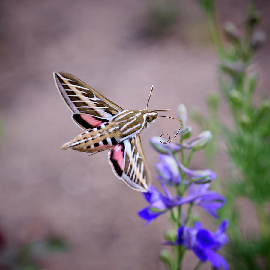 Hummingbird Moth Photograph by Paul Freidlund