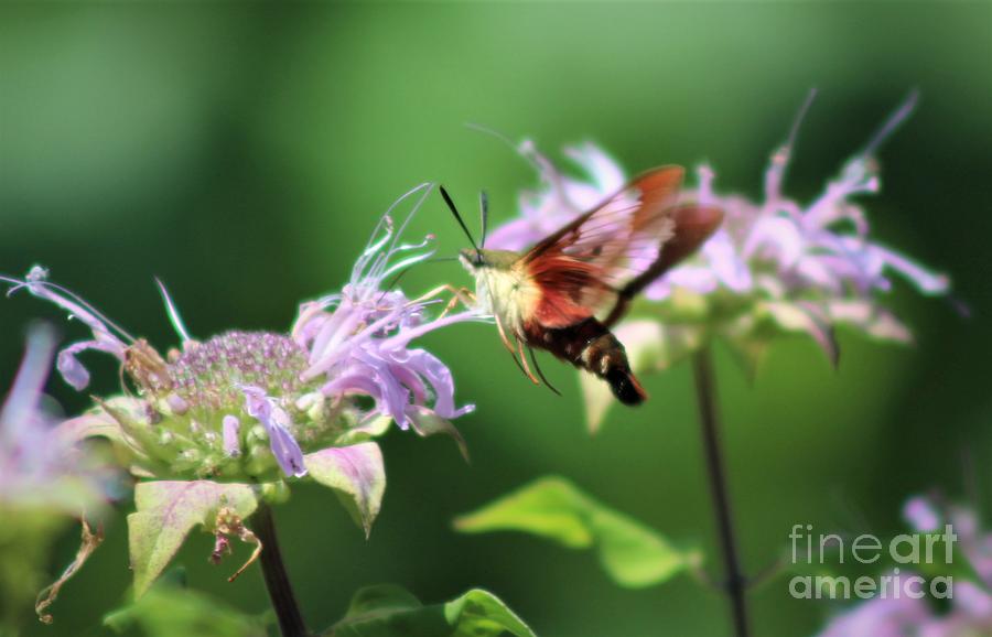 Hummingbird Moth Photograph by Samantha Platt