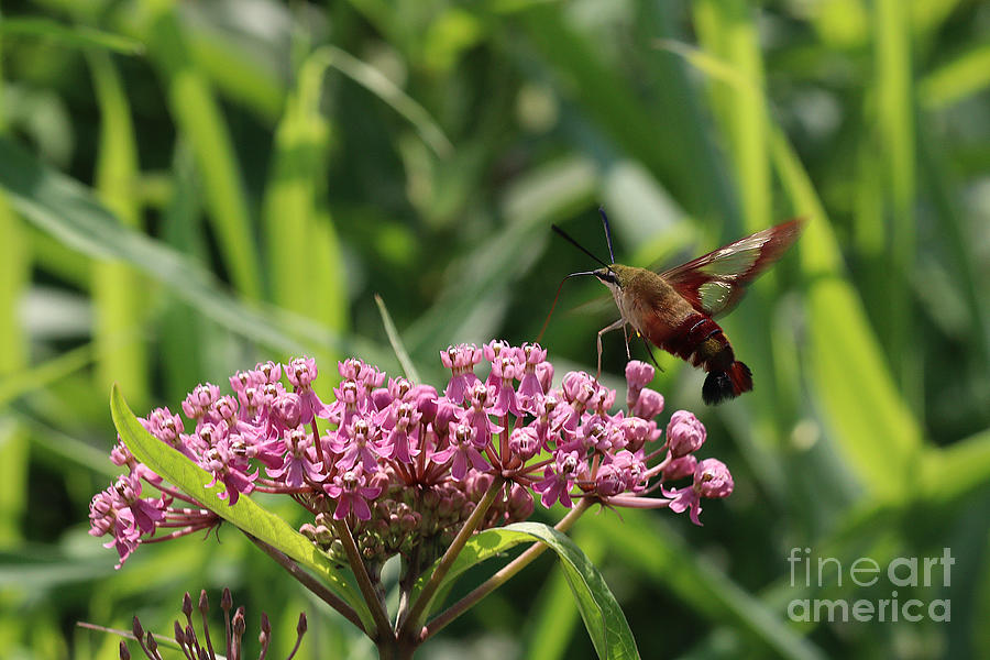 Hummingbird Moth Photograph by Tom Doud