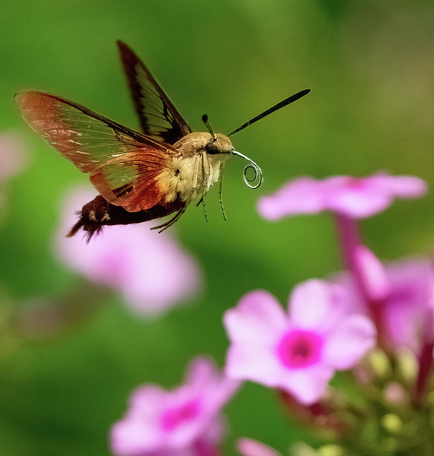 Hummingbird Moth Photograph