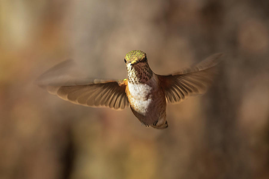 Hummingbird Motion Photograph by Mike Lee