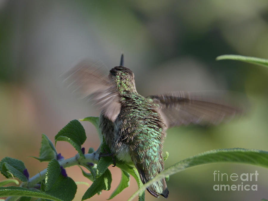 Hummingbird Motion On Lavender Photograph