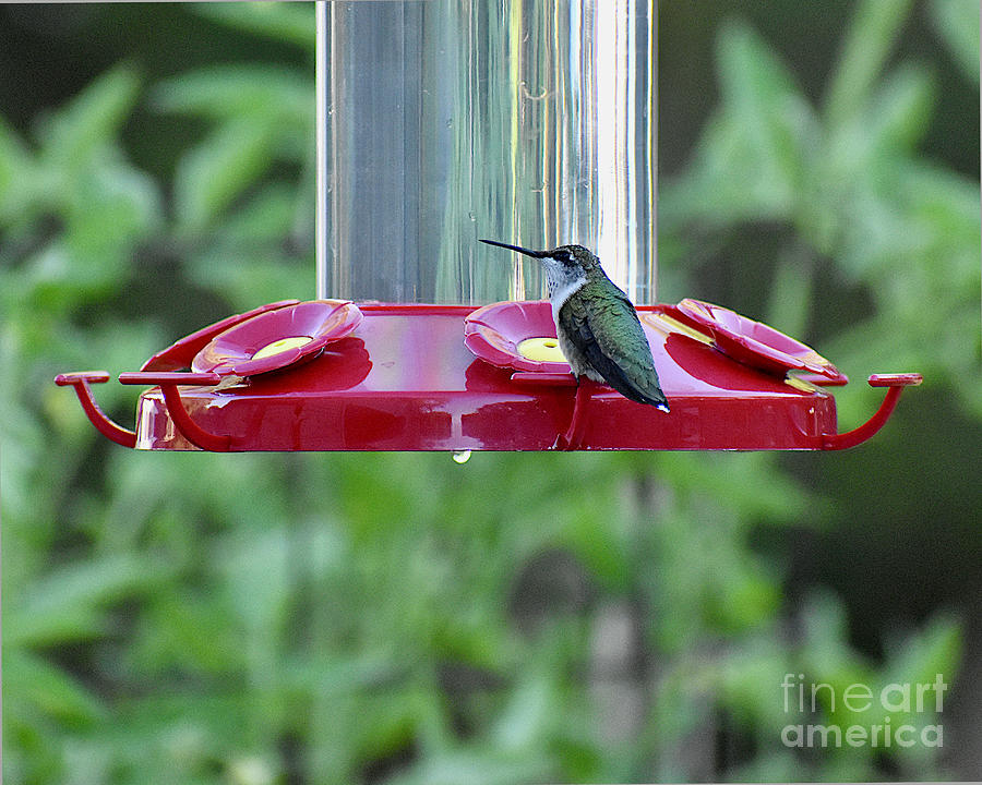 Hummingbird Neighbor Photograph