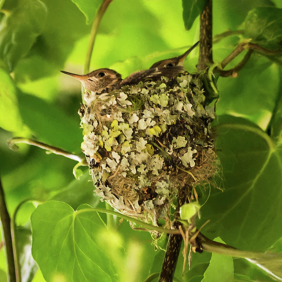 Hummingbird Nest With Chicks Photograph by Jordan Blackstone