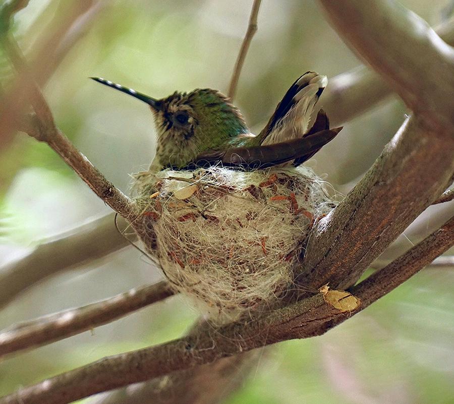 Hummingbird Nesting Photograph by Terry Groben - Fine Art America