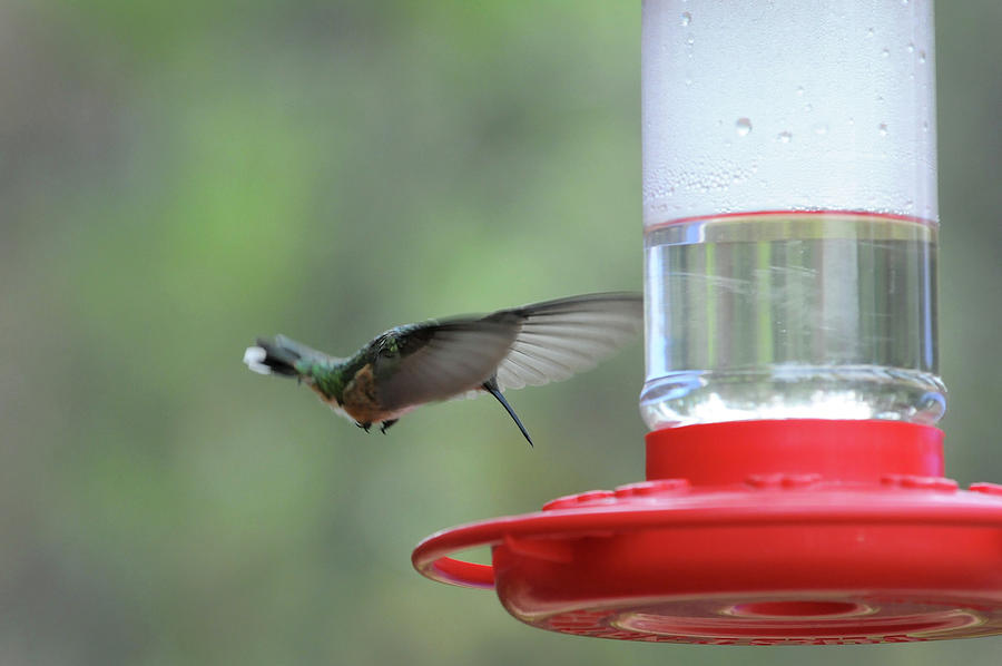 Hummingbird-Northern Colorado Photograph by Richard Porter