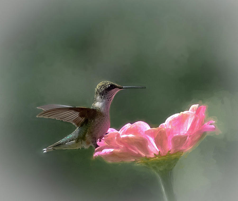 Hummingbird Obsession Photograph by Mary Lynn Giacomini