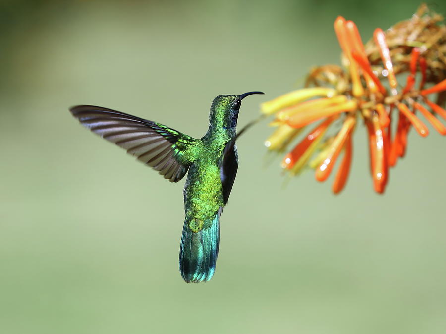Hummingbird Photograph - A green-crowned brilliant by Alex Nikitsin