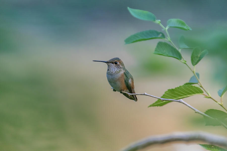 Hummingbird on a Branch Photograph by Laura Terriere