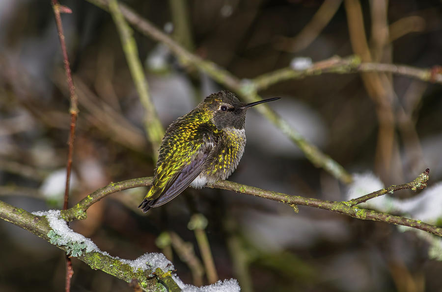 Hummingbird On A Cold Winter Day Photograph