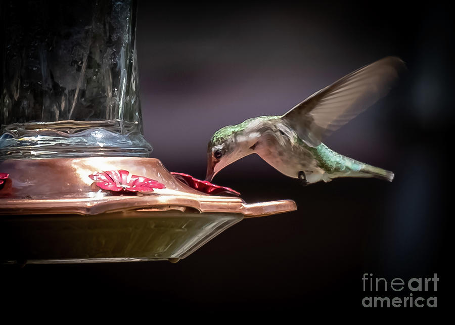 Hummingbird On a Feeder Photograph by Larry Jones