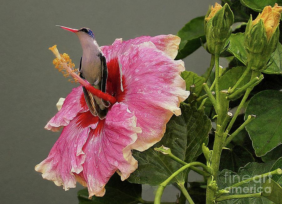 Hummingbird On A Great Hibiscus Photograph by John Kolenberg