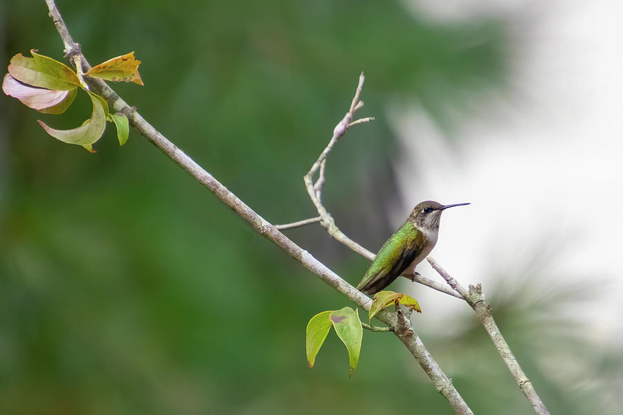 Hummingbird on a Limb Photograph by Mary Buck