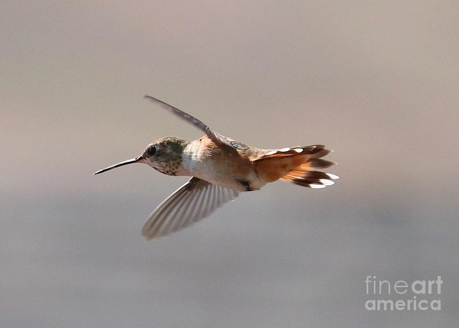 Hummingbird on a Mission Photograph by Carol Groenen