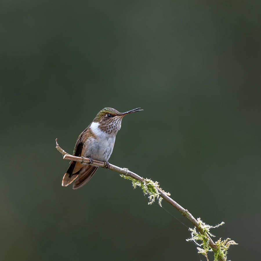 Hummingbird on a Perch Portrait Photograph by Adrian O Brien