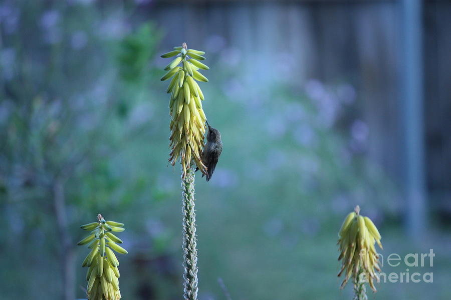 Hummingbird on Aloe Vera Photograph by Marcia Breznay