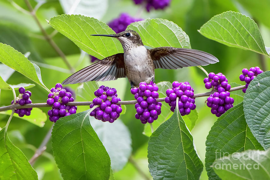 Hummingbird on American Beauty Berry Stalk Photograph by Bonnie Barry