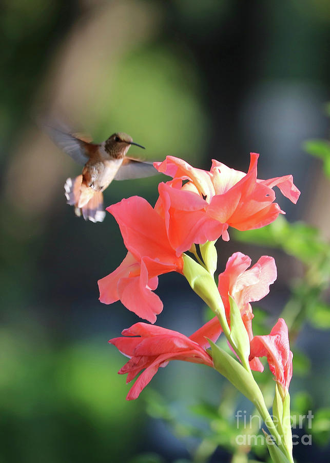 Hummingbird on Beautiful Gladiolus Photograph by Carol Groenen