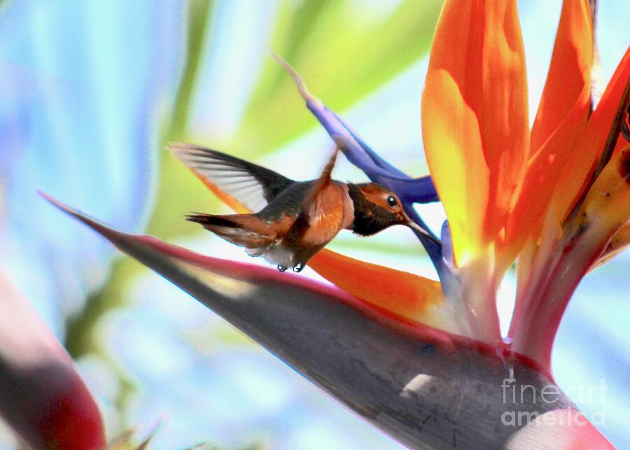 Hummingbird Photograph - Hummingbird on Bird of Paradise by Carol Groenen