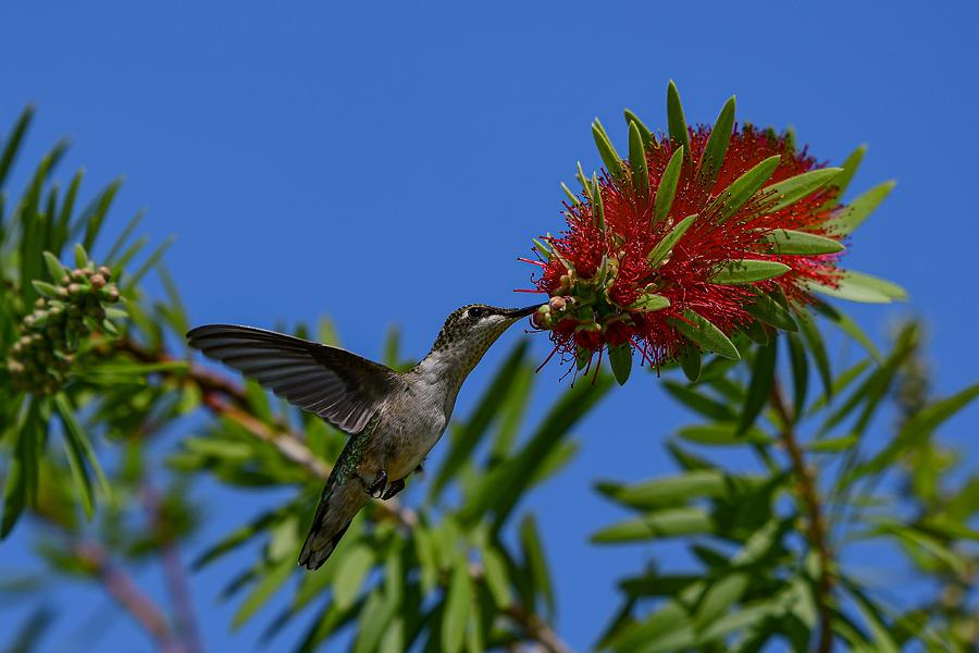 Hummingbird on Bottle brush Photograph by Dwight Eddington | Fine Art ...