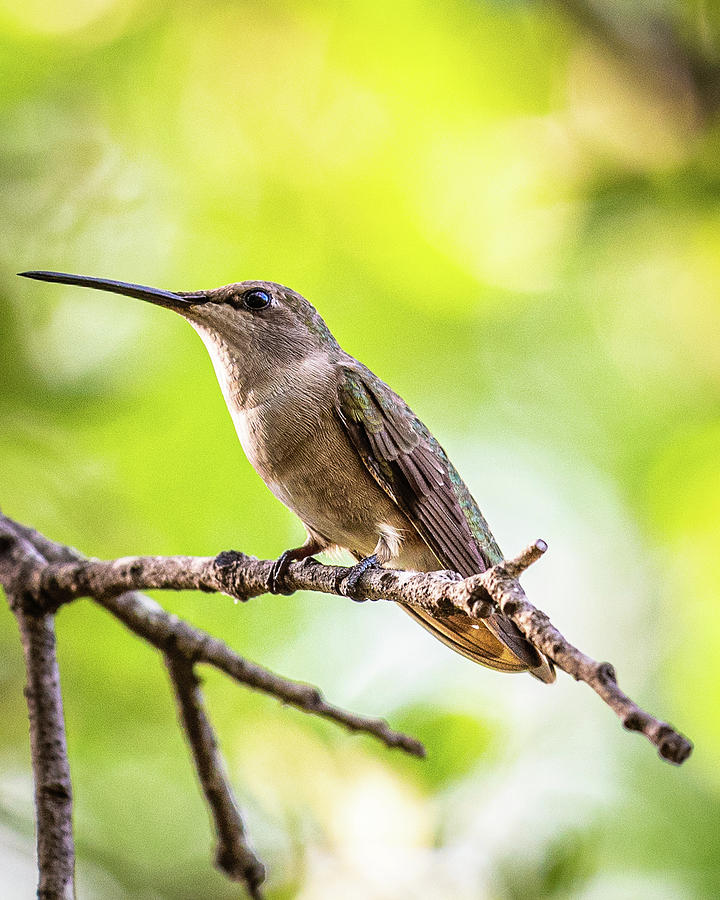 Hummingbird on Branch Photograph by Erin K Images