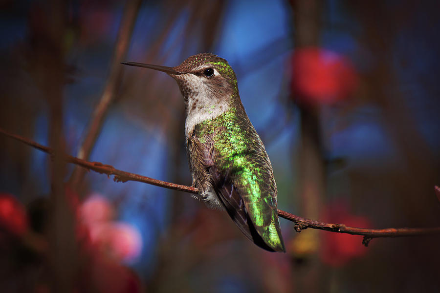 Hummingbird on Branch Photograph by Melanie Lankford Photography