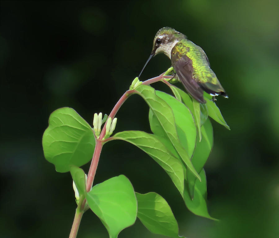 Hummingbird On Bush Honeysuckle Photograph by Rebecca Grzenda