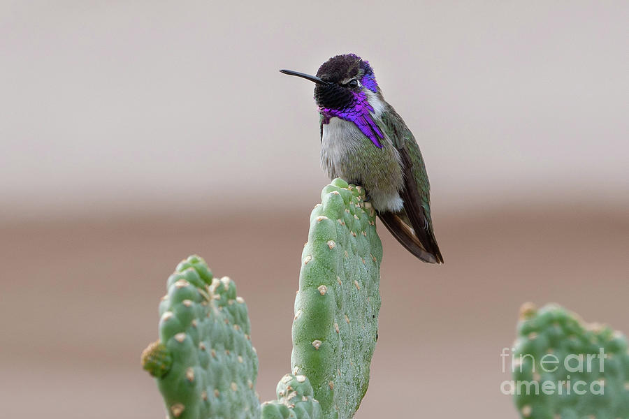 Hummingbird on Cactus Photograph by Jim Schmidt MN