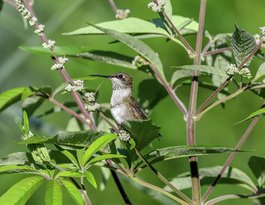 Hummingbird on Chaste tree Photograph by Susan Nix Fine Art America
