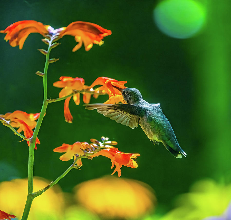Hummingbird On Crocosomia Photograph