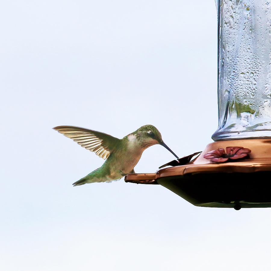Hummingbird On Feeder Photograph by Daniel Beard