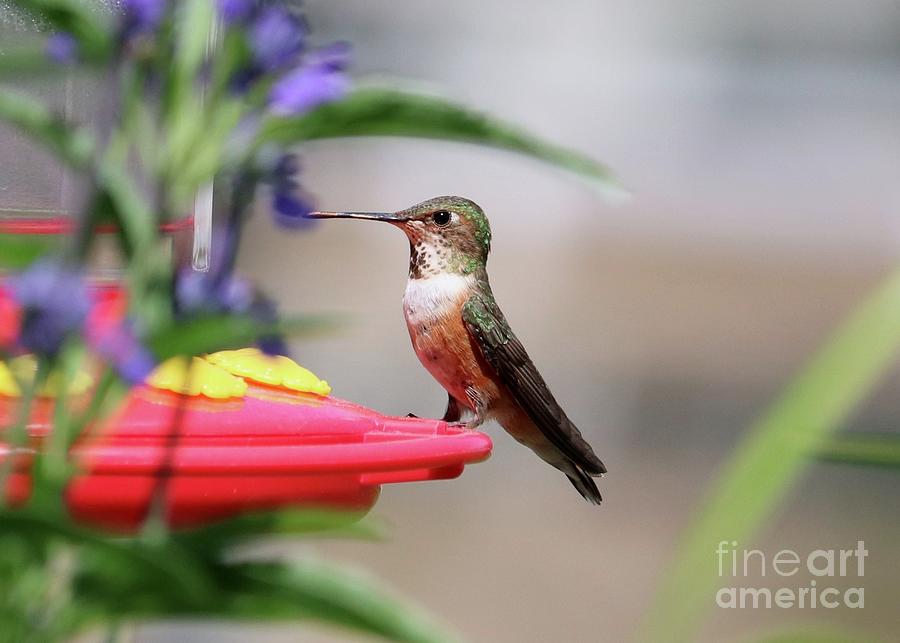 Hummingbird On Feeder Framed With Salvia Photograph
