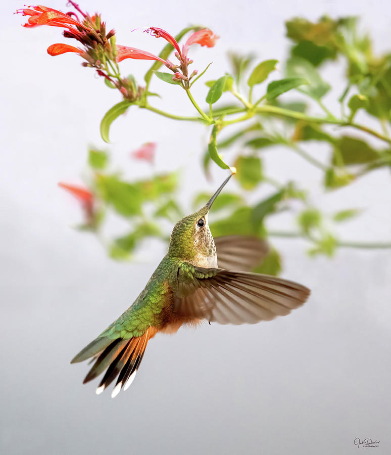 Hummingbird Photograph - Dancing to Wild Nectar by Judi Dressler