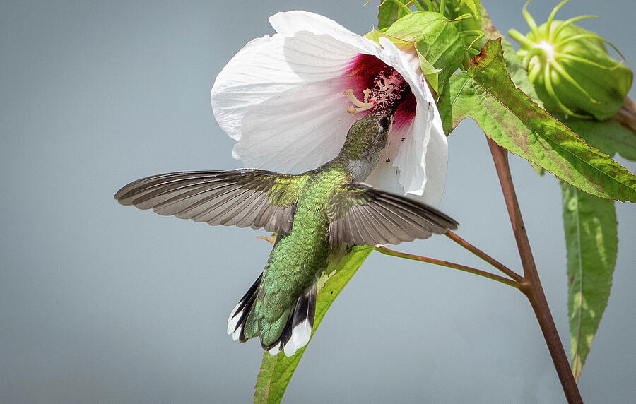 Hummingbird on Flower Photograph by Julie Barrick