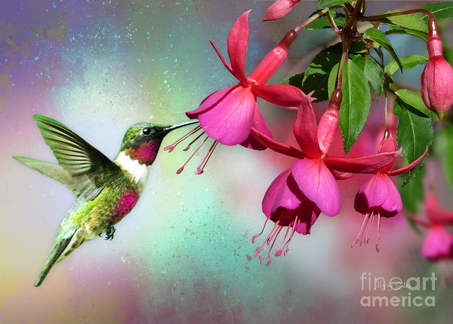 Hummingbird on Fuchsia Mixed Media by Morag Bates
