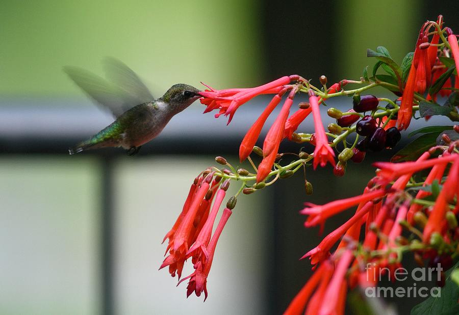 Hummingbird on Fushia Photograph by Hella Buchheim