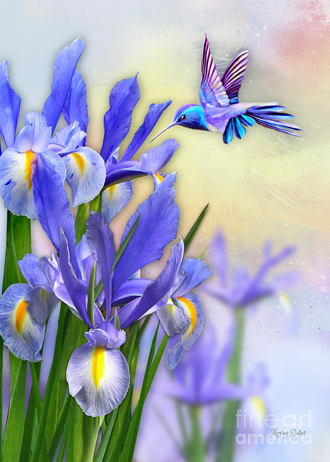 Hummingbird on Iris Digital Art by Morag Bates