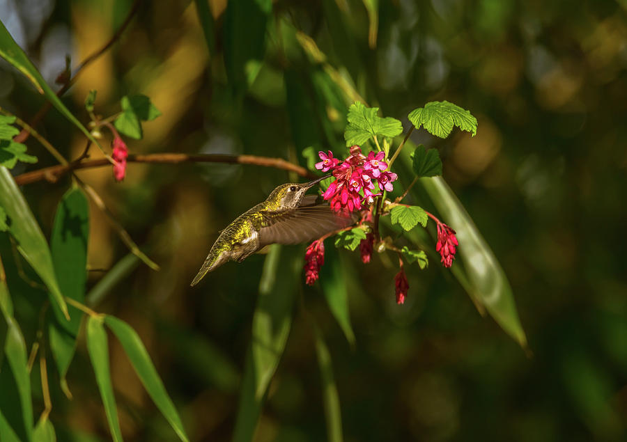Hummingbird On Last Day Of Winter Photograph