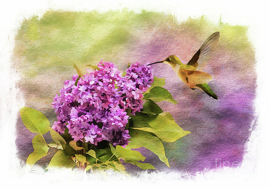 Hummingbird on Lilac Digital Art by Judi Bagwell