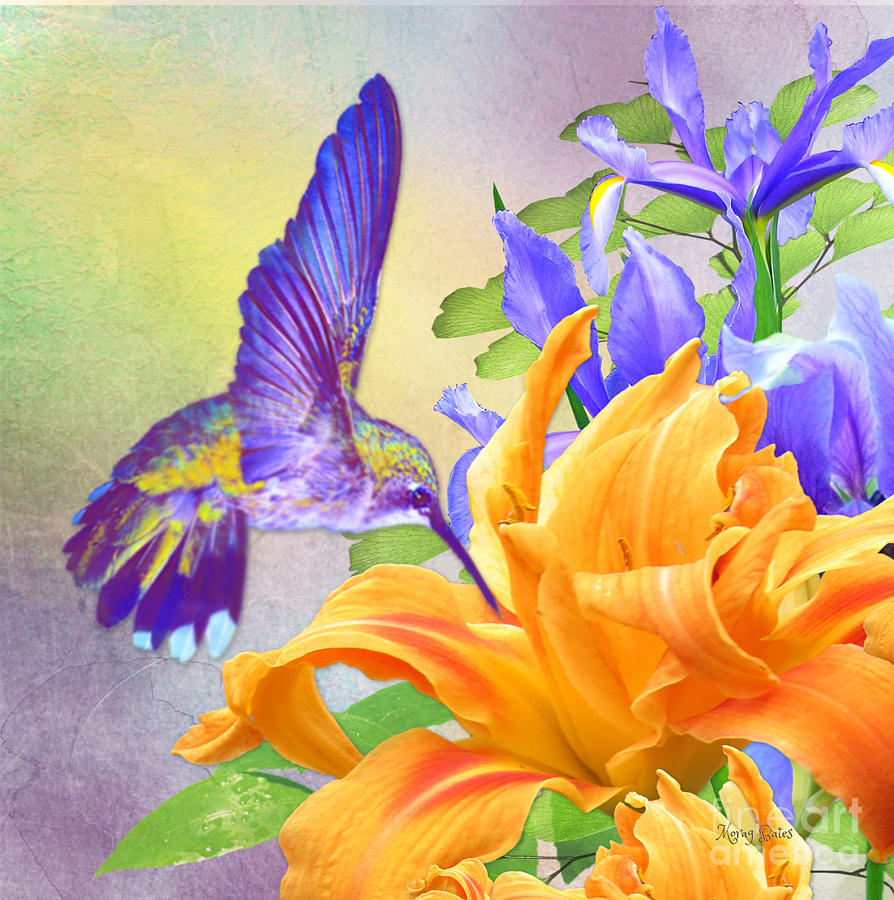 Hummingbird on Orange Lily Digital Art by Morag Bates