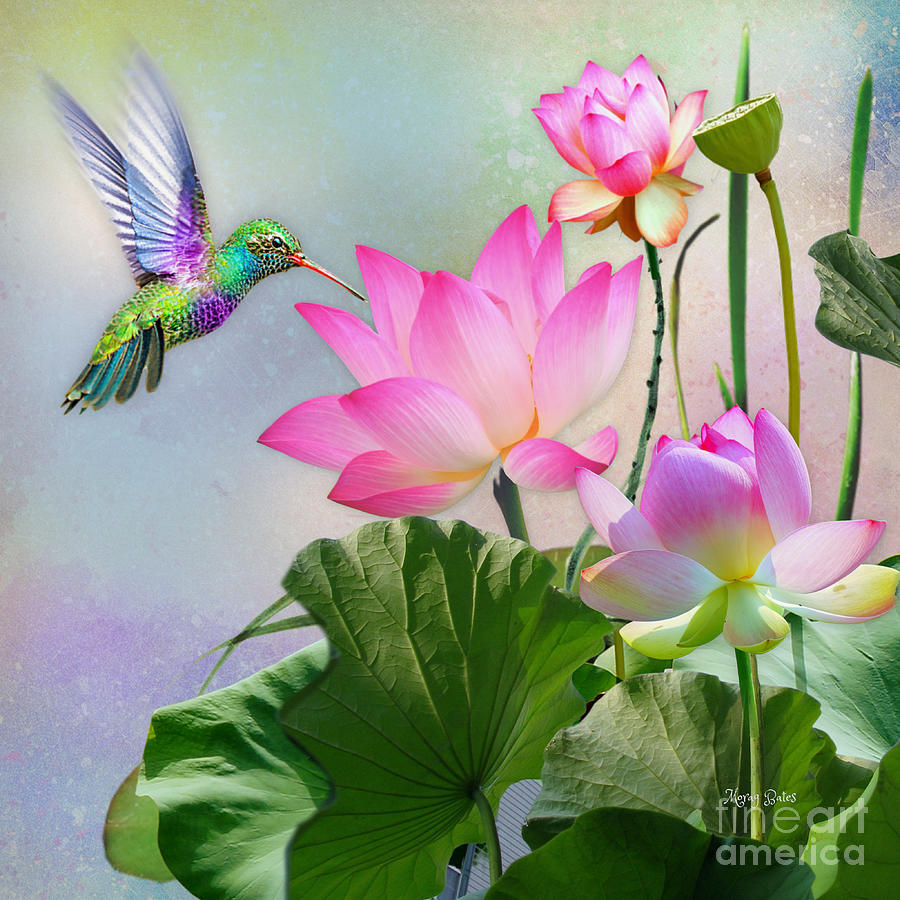 Hummingbird on Lotus Flowers Mixed Media by Morag Bates