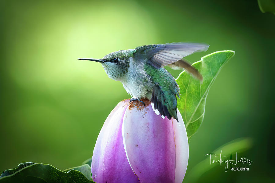 Hummingbird on Magnolia 2 Photograph by Timothy Harris