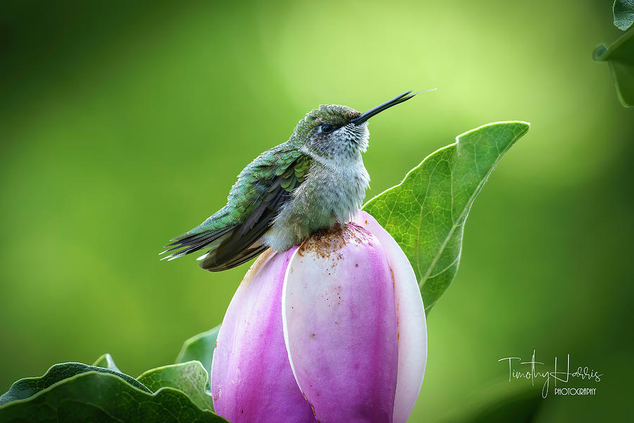 Hummingbird on Magnolia 3 Photograph by Timothy Harris