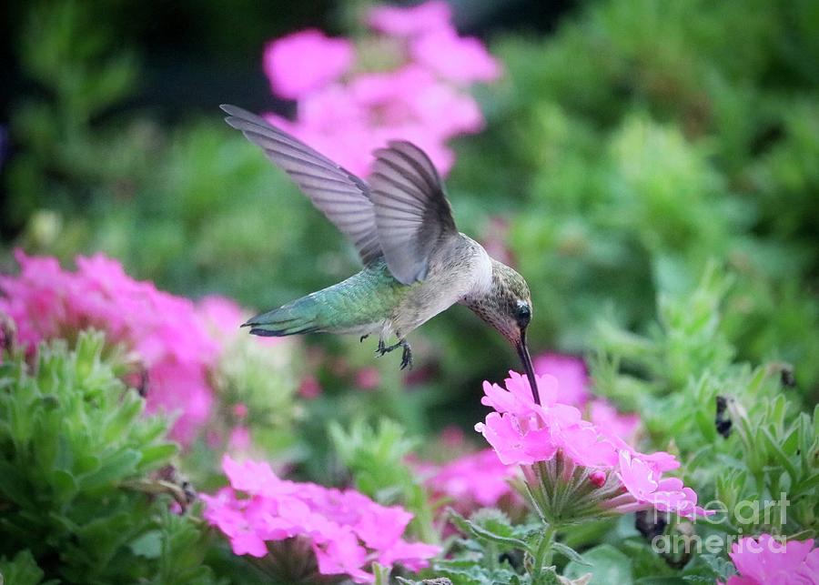 Hummingbird on Pink Flower Photograph by Carol Groenen