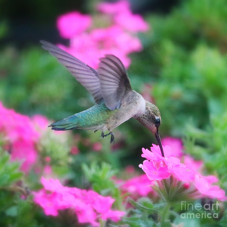 Hummingbird on Pink Flower Square Photograph by Carol Groenen