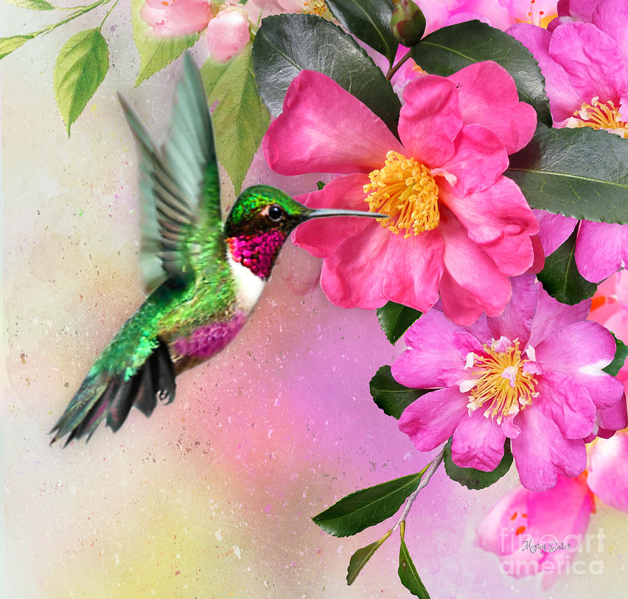 Hummingbird on Pink Hibiscus Mixed Media by Morag Bates