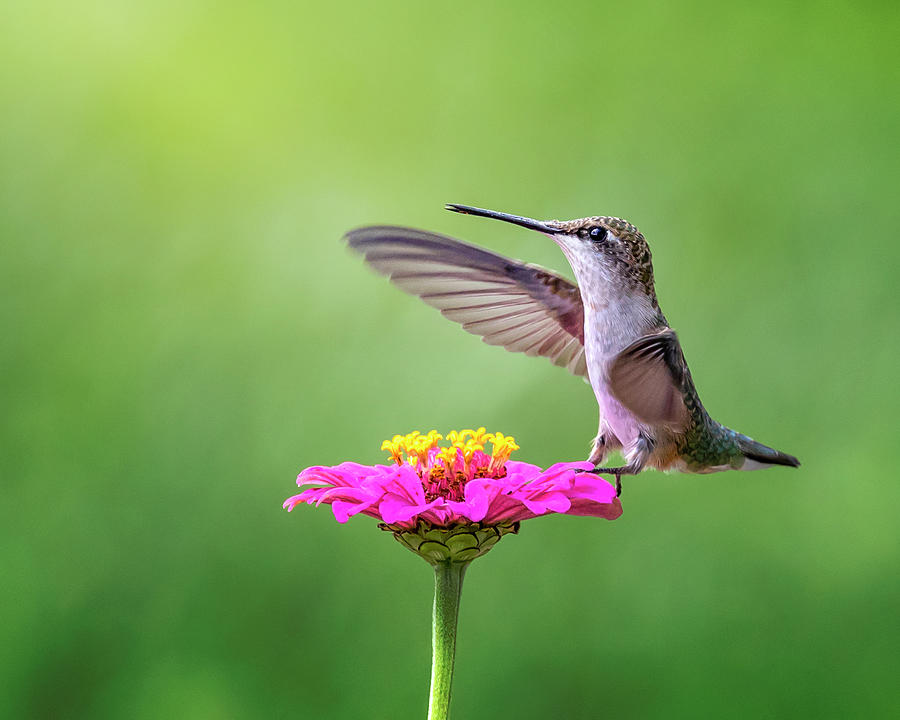 Hummingbird on Pink Wildflower Photograph by Deborah Penland